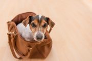little cute dog sits in a brown handbag - Jack Russell Terrier